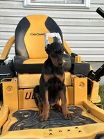 Zeus, a male Doberman Pinscher for sale in Fredericksburg, VA – Photo 2 of 8