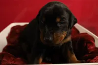 Zeus, a male Doberman Pinscher for sale in Fredericksburg, VA – Photo 8 of 8