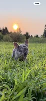 Diesel, a male French Bulldog for sale in Fredericksburg, VA – 5 of 5