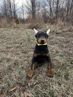 Violet, a female Doberman Pinscher for sale in Fredericksburg, VA – Photo 9 of 9