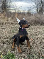 Violet, a female Doberman Pinscher for sale in Fredericksburg, VA – Photo 2 of 9