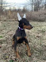 Violet, a female Doberman Pinscher for sale in Fredericksburg, VA – Photo 3 of 9