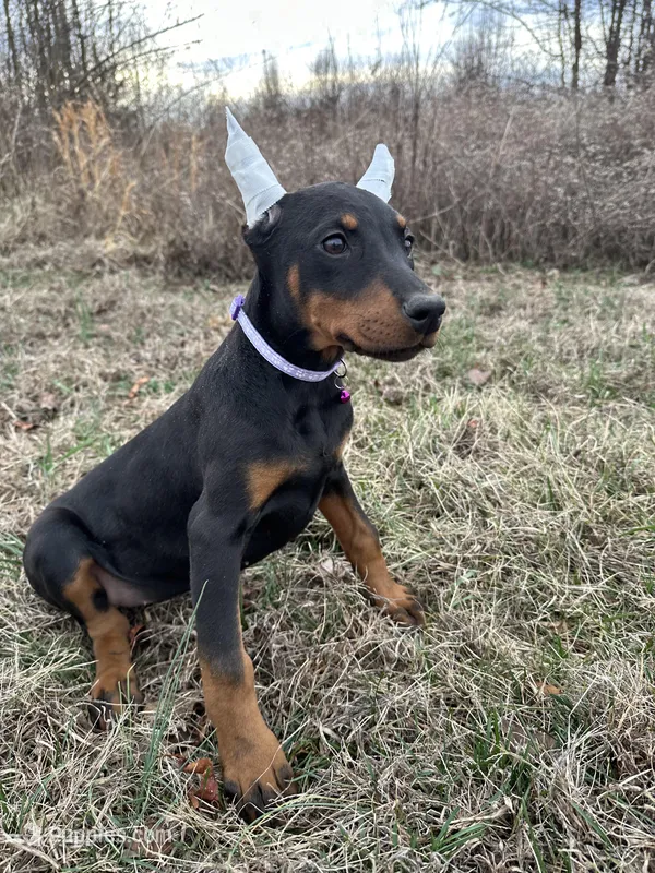 Violet – Doberman Pinscher puppy for sale in Fredericksburg, VA