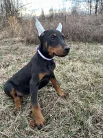 Violet, a female Doberman Pinscher for sale in Fredericksburg, VA – Photo 1 of 9