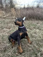 Violet, a female Doberman Pinscher for sale in Fredericksburg, VA – Photo 8 of 9