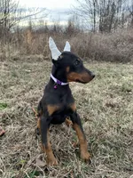 Violet, a female Doberman Pinscher for sale in Fredericksburg, VA – Photo 4 of 9