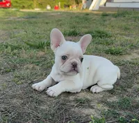 Diesel, a male French Bulldog for sale in Fredericksburg, VA – Photo 1 of 5