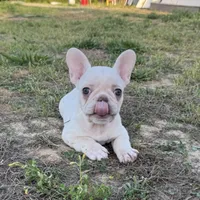 Diesel, a male French Bulldog for sale in Fredericksburg, VA – Photo 2 of 5