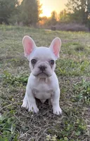 Diesel, a male French Bulldog for sale in Fredericksburg, VA – Photo 4 of 5