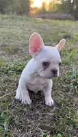 Diesel, a male French Bulldog for sale in Fredericksburg, VA – Photo 5 of 5