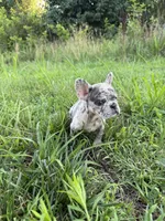 Diesel, a female French Bulldog for sale in Fredericksburg, VA – 7 of 8