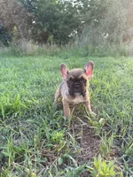 Atlas, a male French Bulldog for sale in Fredericksburg, VA – 2 of 6