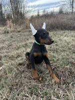 Tokyo, a female Doberman Pinscher for sale in Fredericksburg, VA – Photo 5 of 8
