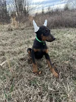 Tokyo, a female Doberman Pinscher for sale in Fredericksburg, VA – Photo 8 of 8