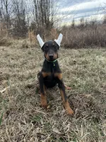 Tokyo, a female Doberman Pinscher for sale in Fredericksburg, VA – Photo 7 of 8