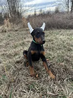 Tokyo, a female Doberman Pinscher for sale in Fredericksburg, VA – Photo 3 of 8