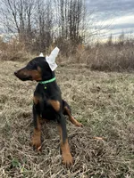 Tokyo, a female Doberman Pinscher for sale in Fredericksburg, VA – Photo 2 of 8