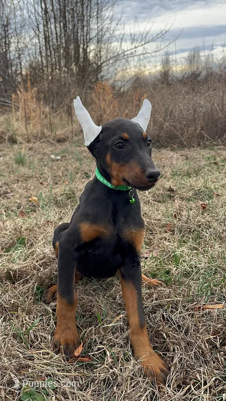 Tokyo – Doberman Pinscher puppy for sale in Fredericksburg, VA
