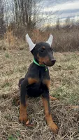 Tokyo, a female Doberman Pinscher for sale in Fredericksburg, VA – Photo 1 of 8