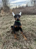 Tokyo, a female Doberman Pinscher for sale in Fredericksburg, VA – Photo 4 of 8