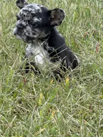 Bluey, a male French Bulldog for sale in Fredericksburg, VA – 2 of 5