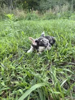 Coco, a female French Bulldog for sale in Fredericksburg, VA – 4 of 5
