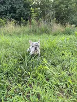 Diesel, a female French Bulldog for sale in Fredericksburg, VA – 6 of 8