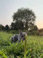 Diesel, a male French Bulldog for sale in Fredericksburg, VA – 2 of 5
