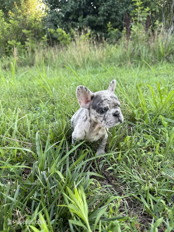 Diesel – French Bulldog puppy for sale in Fredericksburg, VA