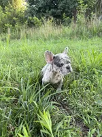 Diesel, a female French Bulldog for sale in Fredericksburg, VA – 1 of 8