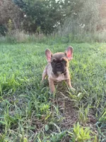 Atlas, a male French Bulldog for sale in Fredericksburg, VA – 4 of 6