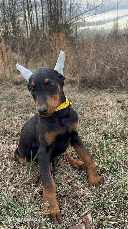 Xena – Doberman Pinscher puppy for sale in Fredericksburg, VA