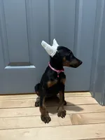 Xena, a female Doberman Pinscher for sale in Fredericksburg, VA – Photo 6 of 6