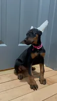 Xena, a female Doberman Pinscher for sale in Fredericksburg, VA – Photo 4 of 6