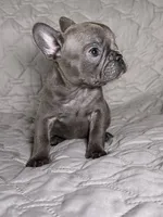 Coco, a female French Bulldog for sale in Fredericksburg, VA – Photo 4 of 4