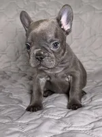 Coco, a female French Bulldog for sale in Fredericksburg, VA – Photo 2 of 4