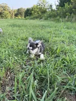 Coco, a female French Bulldog for sale in Fredericksburg, VA – 2 of 5