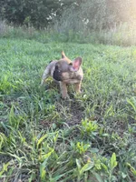 Atlas, a male French Bulldog for sale in Fredericksburg, VA – 5 of 6