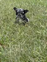 Bluey, a male French Bulldog for sale in Fredericksburg, VA – 3 of 5