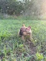 Atlas, a male French Bulldog for sale in Fredericksburg, VA – 3 of 6