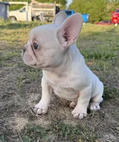 Atlas, a male French Bulldog for sale in Fredericksburg, VA – Photo 3 of 5