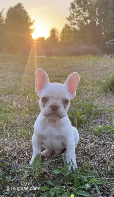 Atlas – French Bulldog puppy for sale in Fredericksburg, VA