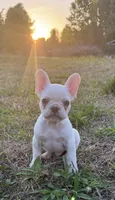 Atlas, a male French Bulldog for sale in Fredericksburg, VA – Photo 1 of 5