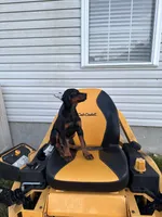 Tokyo, a female Doberman Pinscher for sale in Fredericksburg, VA – Photo 2 of 9