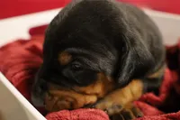 Tokyo, a female Doberman Pinscher for sale in Fredericksburg, VA – Photo 9 of 9