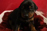 Tokyo, a female Doberman Pinscher for sale in Fredericksburg, VA – Photo 6 of 9