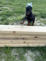 Tokyo, a female Doberman Pinscher for sale in Fredericksburg, VA – Photo 4 of 9