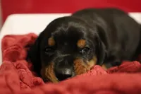 Tokyo, a female Doberman Pinscher for sale in Fredericksburg, VA – Photo 7 of 9