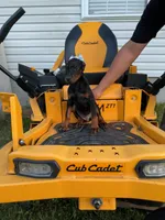 Tokyo, a female Doberman Pinscher for sale in Fredericksburg, VA – Photo 1 of 9