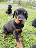 Tokyo, a female Doberman Pinscher for sale in Fredericksburg, VA – Photo 8 of 9